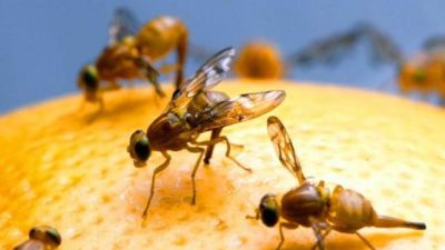 Argentina refuerza la trazabilidad de las frutas y hortalizas con una nueva etiqueta