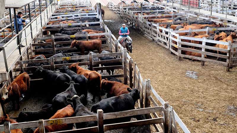 Cañuelas enfrenta caída de precios ante dificultades para fijar valores en el mercado ganadero