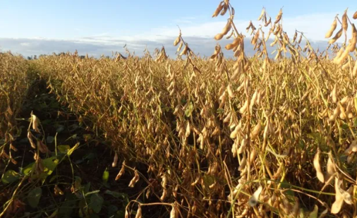 Soja en alerta: el campo proyecta una caída del 17% en el valor de la tonelada por suba de retenciones y dólar a $1.000