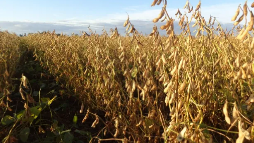 Soja en alerta: el campo proyecta una cada del 17% en el valor de la tonelada por suba de retenciones y dlar a $1.000