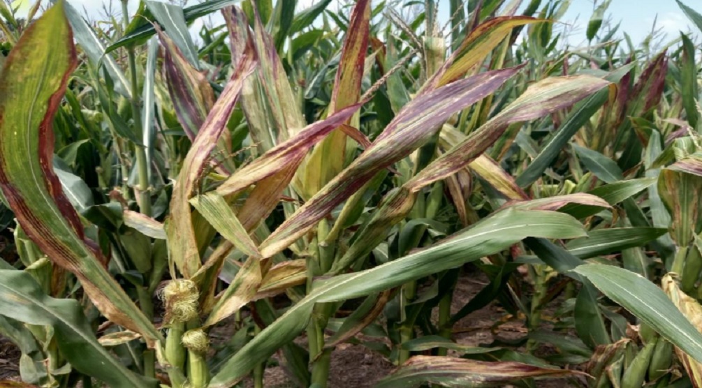 Piden que se declare emergencia agropecuaria por chicharrita del maíz