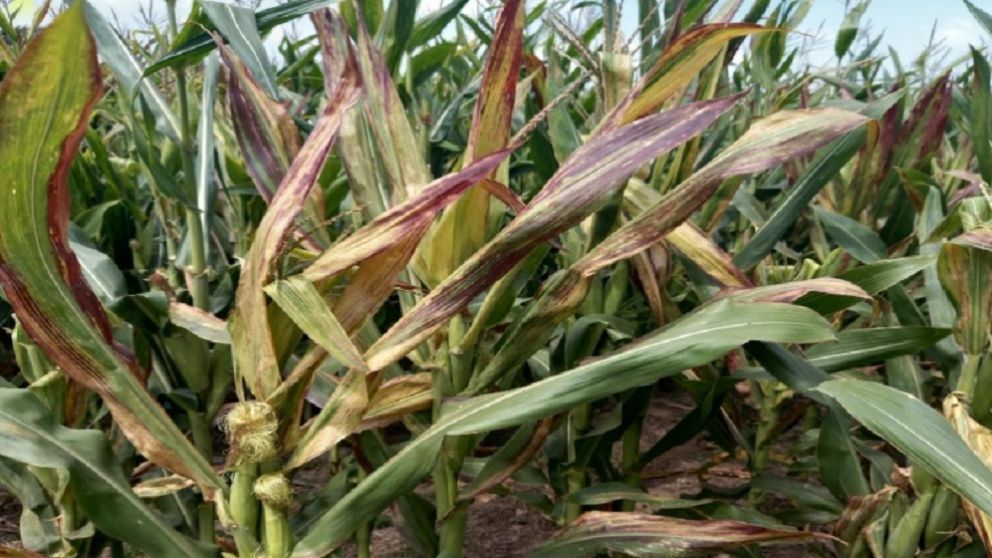Piden que se declare emergencia agropecuaria por chicharrita del maz