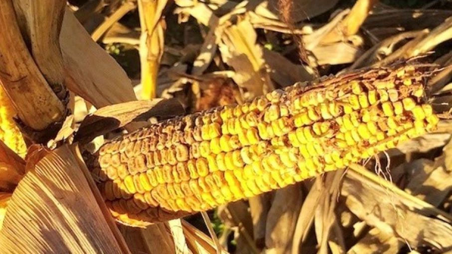 Porqué se  deterioró el el maíz tardío en el centro norte de Santa Fe