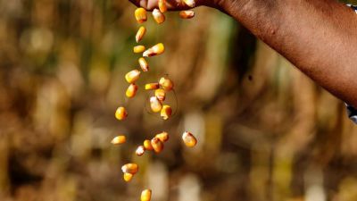 KWS vende su negocio de maíz en Sudamérica a GDM