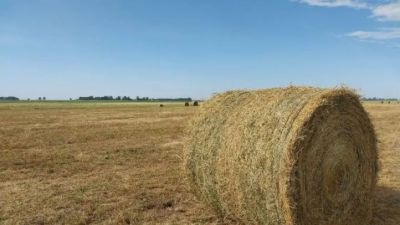 La semilla mágica argentina: el cultivo que puede generar US$ 250 millones al año