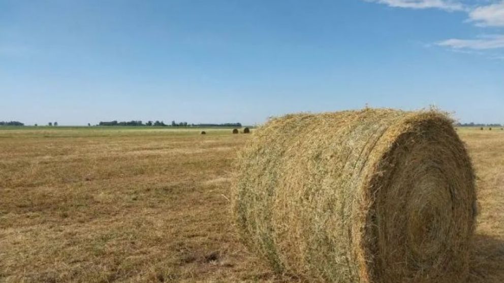 La semilla mgica argentina: el cultivo que puede generar US$ 250 millones al ao
