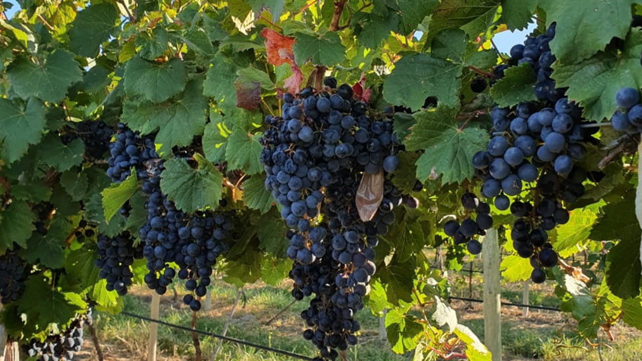 Requisitos fitosanitarios para el movimiento de uva con destino a la vinificación