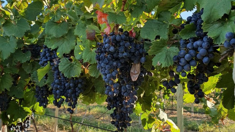 Requisitos fitosanitarios para el movimiento de uva con destino a la vinificación