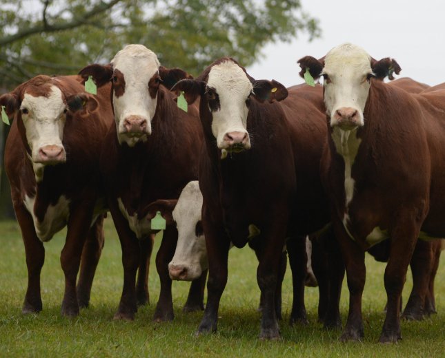 Jornada a campo del IPCVA en Corrientes: Carne del NEA al mundo