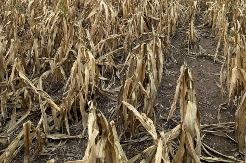 Chicharrita: el reciente frente frío ayuda a combatirla, aunque se prevé un invierno con temperaturas moderadas