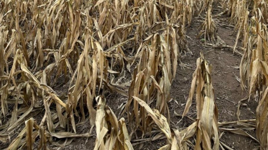 Chicharrita : no deja de complicar a los productores de maíz