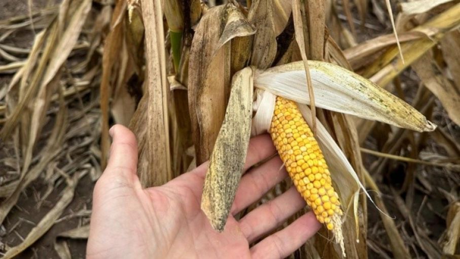 Entre la Chicharrita del maiz y políticas: El sector agrícola Argentino navega en aguas turbulentas