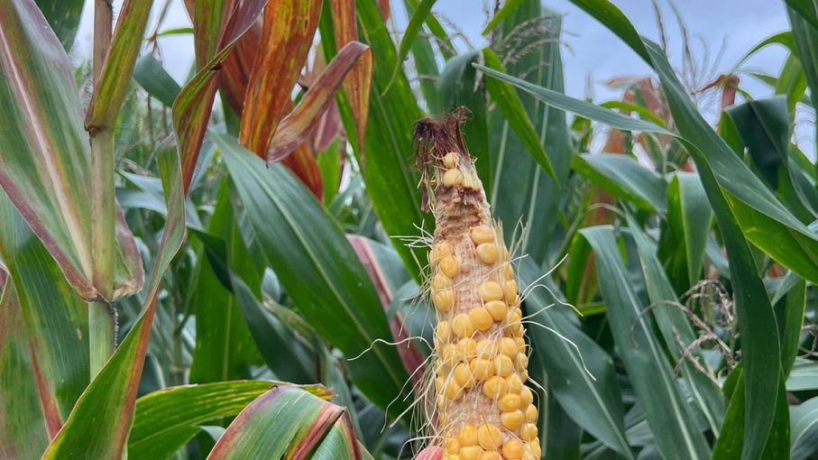 Situación de la chicharrita del maíz