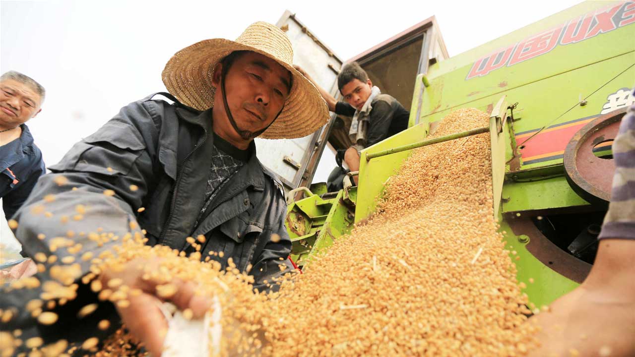 El impulso de China para la producción de cereales se topa con un cuello de botella