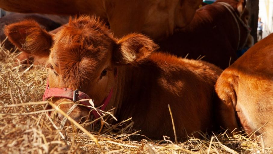 La Argentina vuelve a exportar embriones bovinos "in vivo" a la Unión Europea