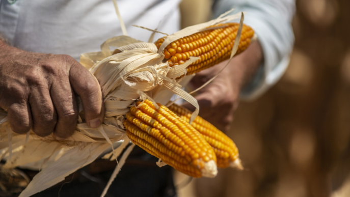 Colombia inicia investigación por subsidios al maíz y leche en polvo de EE.UU.