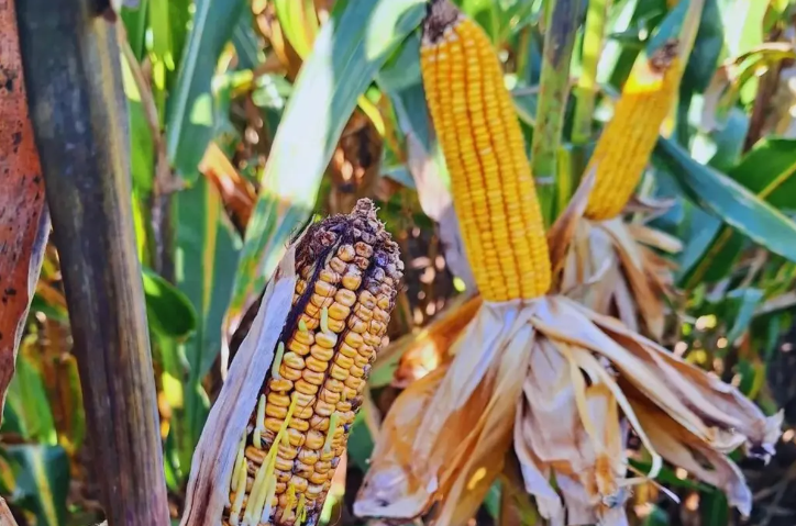 Impacto del Spiroplasma en la producción de maíz preocupa a operadores locales