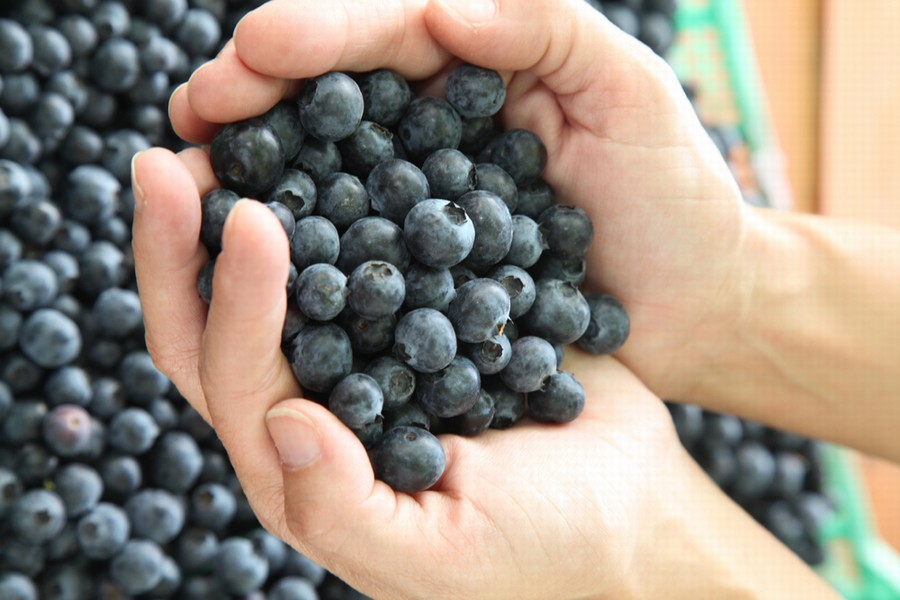 Chile afianza su posición como líder mundial en la producción de arándanos