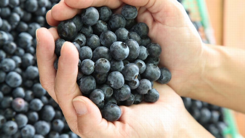 Chile afianza su posicin como lder mundial en la produccin de arndanos
