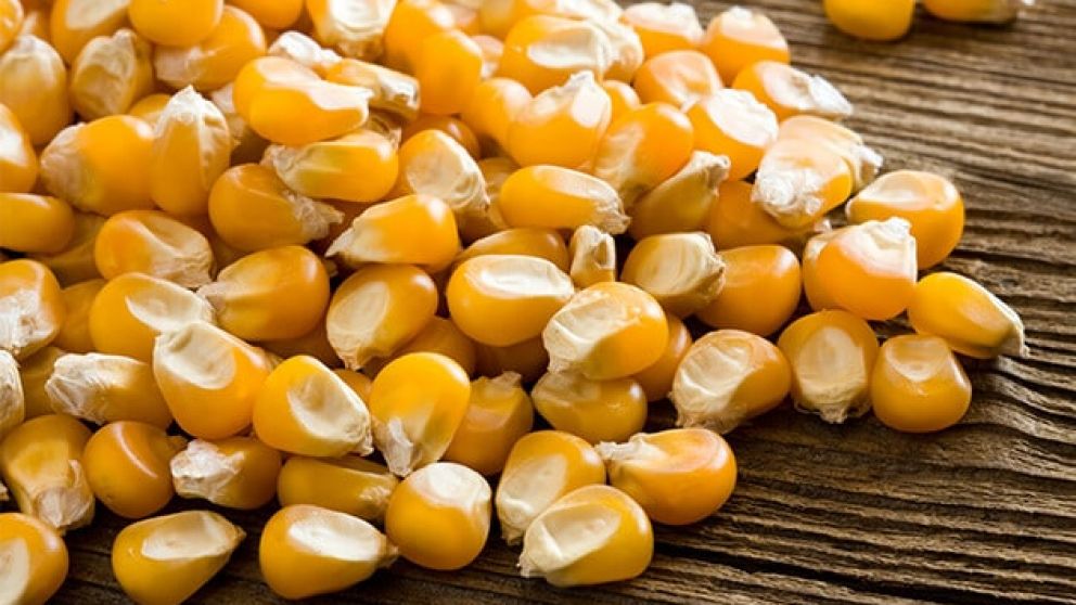Crisis agrcola por El Nio en Sudfrica impulsa importaciones de maz desde Brasil