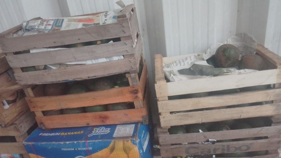 Mosca de los frutos: Se evitó el ingreso de pomelos y paltas sin tratamiento cuarentenario a la Patagonia