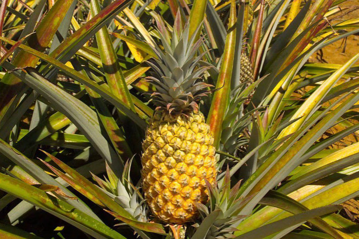 Nueva tendencia en frutas: Piñas de tamaño personal de Costa Rica conquistarán el mercado Estadounidense