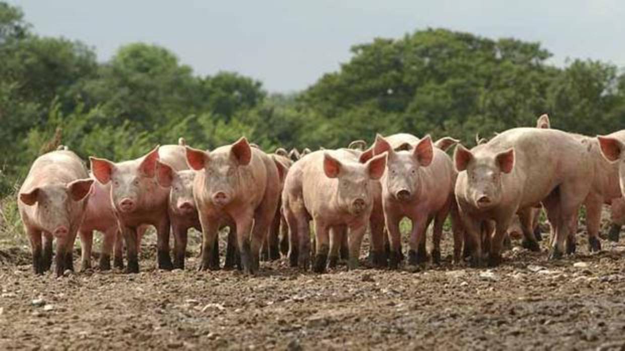 Crisis en la producción porcina: Margen de rentabilidad alcanza mínimos en nueve años