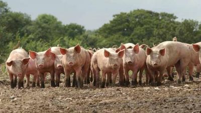 Crisis en la producción porcina: Margen de rentabilidad alcanza mínimos en nueve años