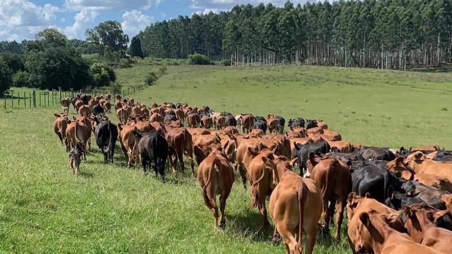 Cambios marginales en los precios del Novillo en Mercosur impactan las proyecciones de mercado