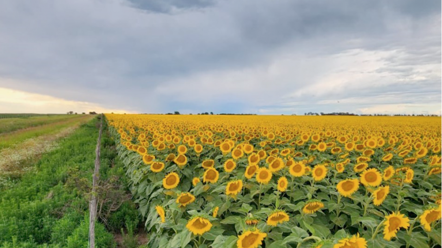 Girasol en Argentina: Impacto del clima y retos de producción