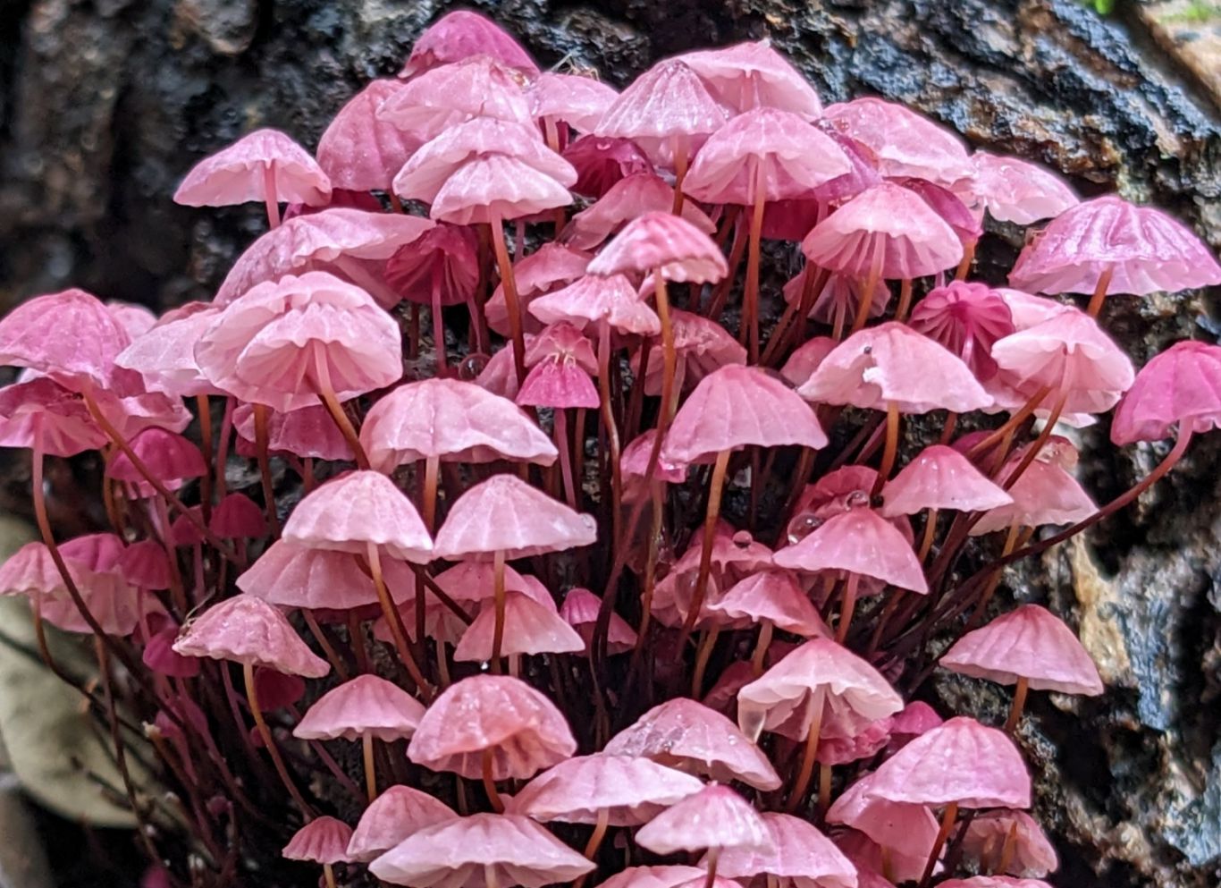 Estudian la diversidad de hongos para obtener cepas de interés para usos biotecnológicos