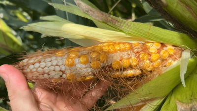 Aprobación de nuevos insecticidas promete control efectivo de la chicharrita del maíz y protección de cosechas