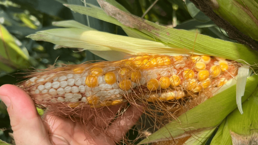 Aprobación de nuevos insecticidas promete control efectivo de la chicharrita del maíz y protección de cosechas
