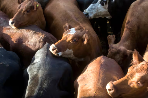 Bajas en los precios de la hacienda dominan el Mercado Agroganadero de Cañuelas