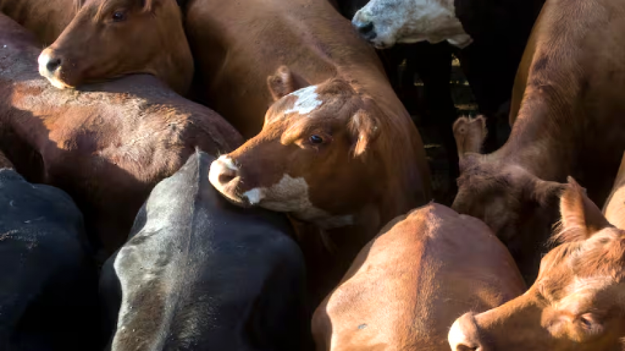 Bajas en los precios de la hacienda dominan el Mercado Agroganadero de Cañuelas