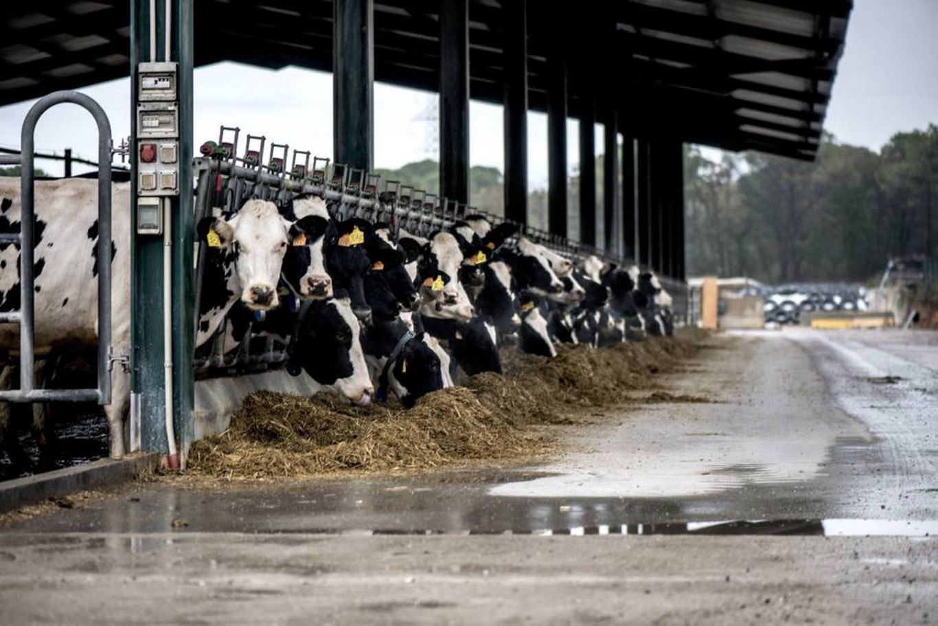 La FDA de EEUU asegura que la leche comercial es segura pese a detectar partículas de gripe aviar