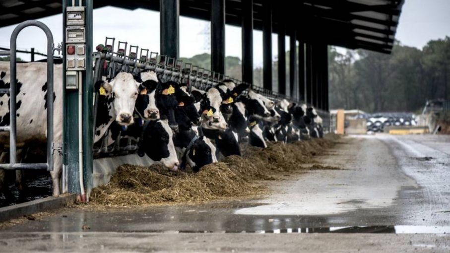 La FDA de EEUU asegura que la leche comercial es segura pese a detectar partículas de gripe aviar
