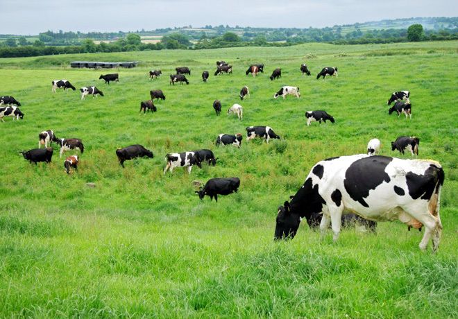 USDA impone pruebas de gripe aviar para ganado lechero antes del transporte