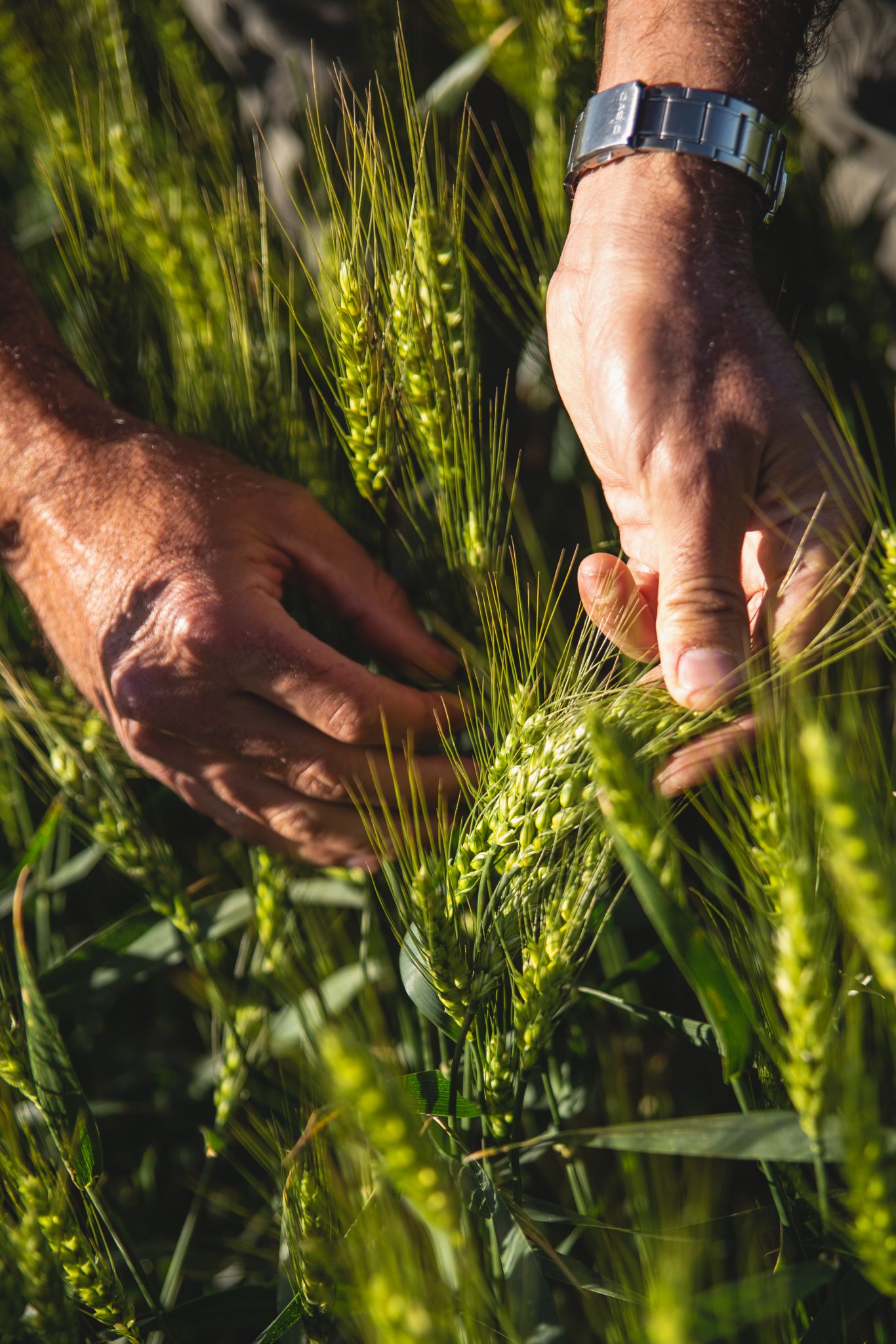 Impresionante logro en producción de trigo: Productor de Otamendi cuadruplica rendimiento nacional