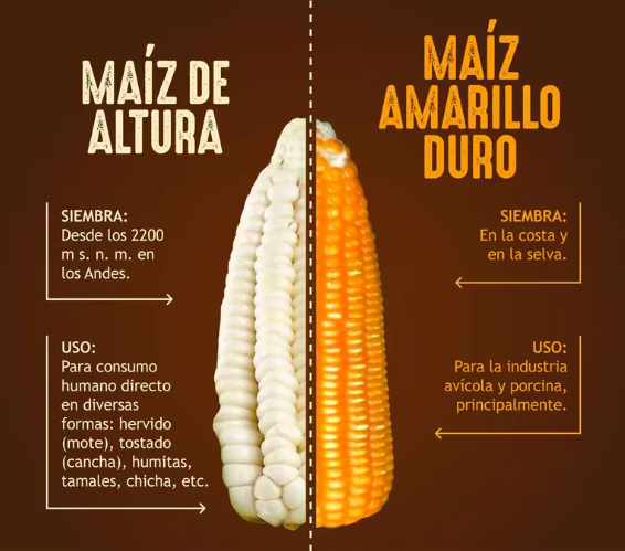 Perú revoluciona la producción de maíz con nueva variedad adaptada a su clima y suelo