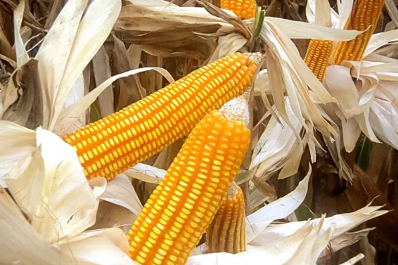  Perú revoluciona la producción de maíz con nueva variedad adaptada a su clima y suelo