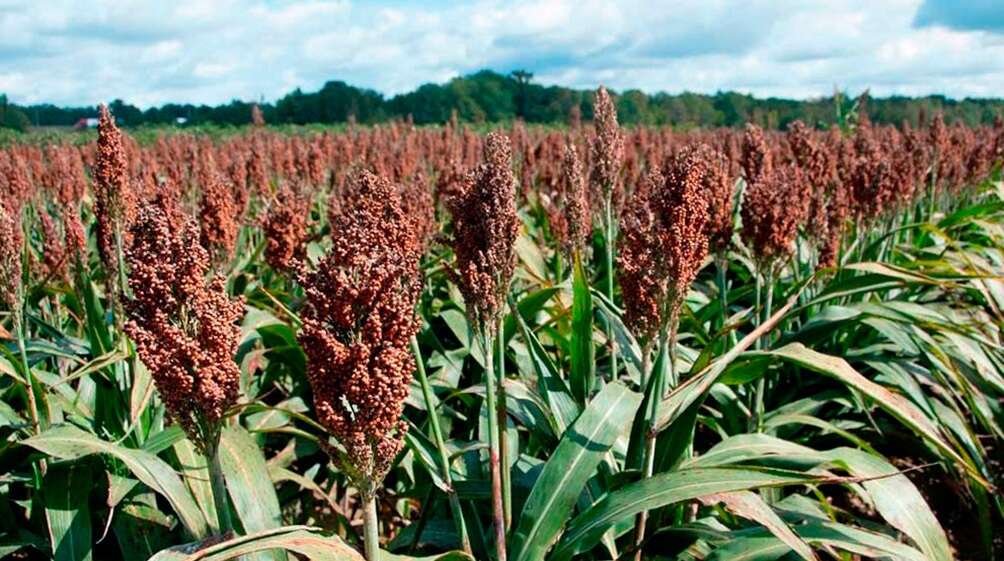 Rendimientos destacados en sorgo granífero sostienen la proyección de producción