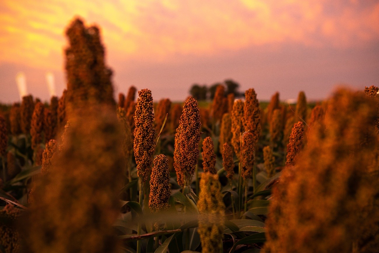 Nuseed lanza Tecnología Palladium para el control de malezas en sorgo