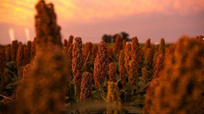 Nuseed lanza Tecnología Palladium para el control de malezas en sorgo
