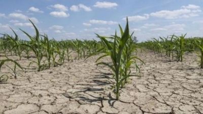 La Provincia declaró la emergencia agropecuaria en distritos del sudoeste