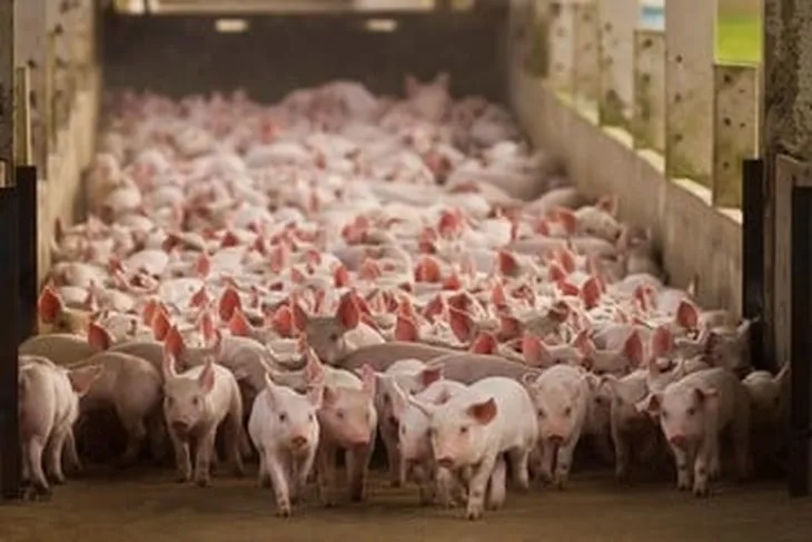 Brasil y China cerca de firmar protocolos de exportación de despojos de cerdo