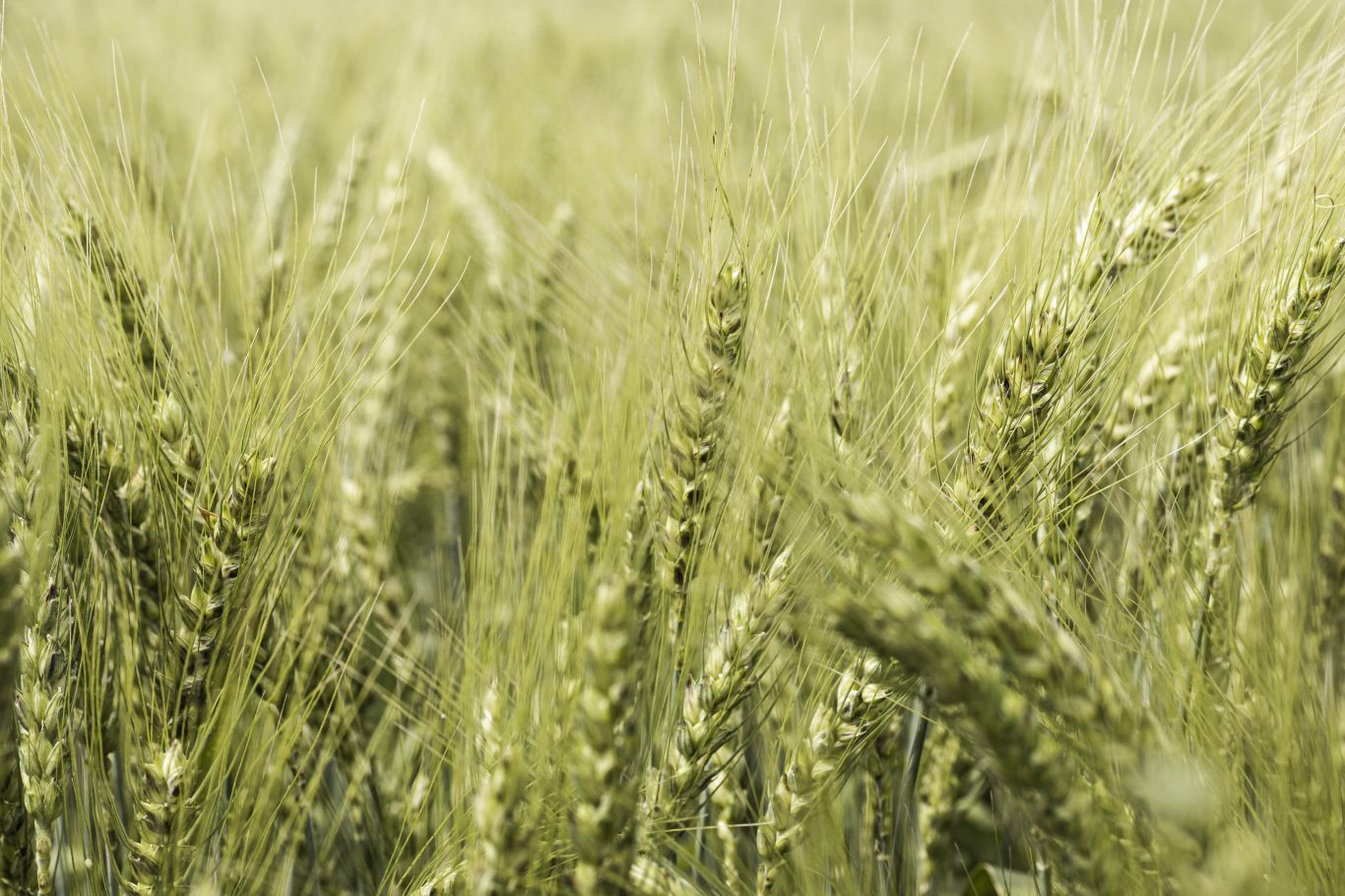 Estrategias para el cultivo de trigo en 2024: Adaptación a un entorno desafiante