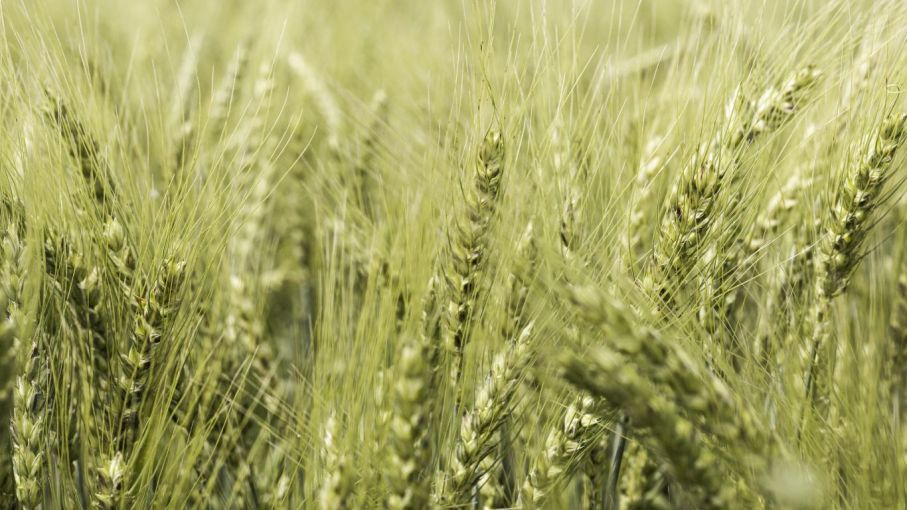 Estrategias para el cultivo de trigo en 2024: Adaptación a un entorno desafiante
