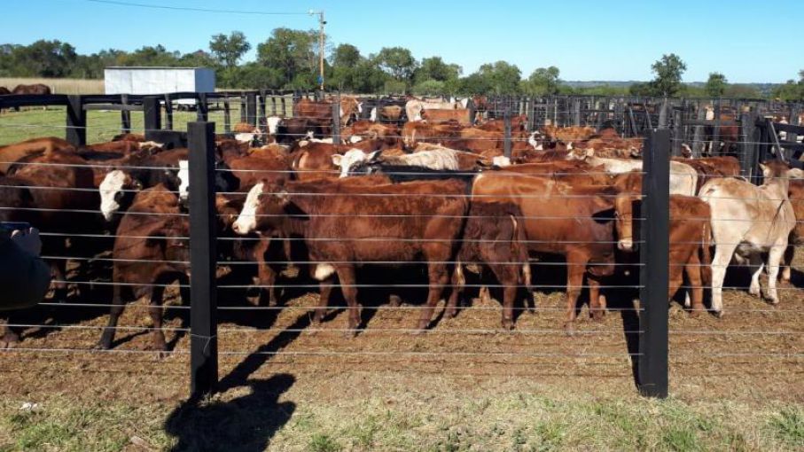 Crisis en el sector ganadero Argentino: La inflación supera los precios de la carne