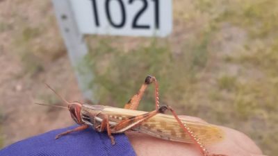 Evalúan acciones para el control de langosta en Córdoba, La Rioja y Catamarca